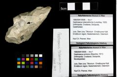 Foto (Objekt + Etiketten) von Gastrosacus tuberosiformis (Lorenthey, 1929) 